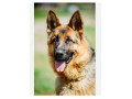 Icon for فروش انواع سگ ژرمن شپرد 