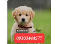 Icon for فروش انواع سگ گلدن رتریور