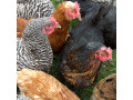 فروش مرغ بومی تخمگذار اصلاح نژاد شده 