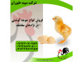 Icon for فروش بهترین برند جوجه گوشتی ، فروش مرغ محلی - استان تهران