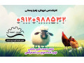 سبد کشتارگاه و مرغ - کشتارگاه گاو ایران