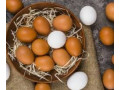 تخم مرغ محلی(بومی)