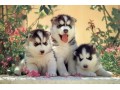 Icon for خرید و فروش انواع نژادهای سگ در مجموعه ای بینظیر زیر نظر دامپزشک و مربی