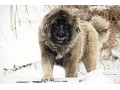 فروش سگهای قفقازی در کلاسهای مختلف - کلاسهای کنکور قلم چی