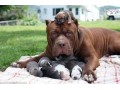 پیت بول شاپ بزرگترین وارد کننده سگ از خانواده های مختلف پیت بول - خانواده درمانی