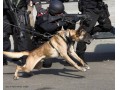 فروش استثنایی بلژین مالینویز سگ ارتش های دنیا - هتل های ارتش
