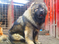 بهترین خریدار سگ - بولداگ - قفقازی - ژرمن - روت - عکس سگ ژرمن