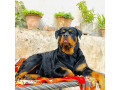 فروش سگ رتوایلر  وارداتی با مدارک کامل - مدارک لازم برای خط تلفن