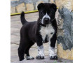 خرید فروش آموزش انواع سگ در محل - آموزش نصب برنامه ی وی چت روی موبایل