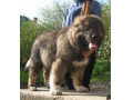 Icon for فروش سگ قفقازی اصیل و درجه یک از بهترین مولدین در ایران  سگ قفقازی مجموعه انگل زدایی شده و واکسینه میباشد  