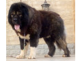 فروش سگ قفقازی اصیل و سنگین وزن
