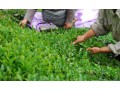  فروش چای سبز درجه یک گیلان , لاهیجان , محصول فصل بهار - چسب بلوک درجه یک