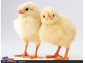 فروش جوجه مرغ گوشتی ،تخمگذار ،بومی و مرغ مادر - طرز جوجه کشی اردک