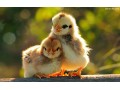 فروش جوجه مرغ (گوشتی و بومی ) - مرغ بومی گلپایگان