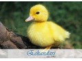 جوجه اردک ، فروش جوجه اردک - اردک روسی