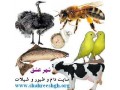 شهرعشق سایت تخصصی دام و طیور و شیلات و حیوانات خانگی - شیلات ایران