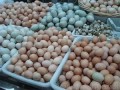 فروش تخم نطفه دار بومی دو رگه - تخم مرغ محلی نطفه دار