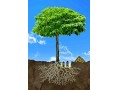 معجزه تولید چوب در درخت صنوبر و بقیه درختان تولید چوب - کرم معجزه گر حلزون
