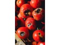  ضد آفت گوجه فرنگی بدون نیاز به سم  - کشت توت فرنگی
