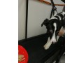 ابدرمانی سگ فیزیوتراپی سگ - فیزیوتراپی طرف قرارداد بیمه دانا در کرج
