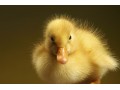 فروش جوجه اردک - اردک بسته بندی شده