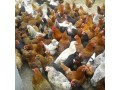 فروش نیمچه مرغ بومی - مرغ بومی گلپایگان