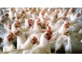 Icon for فروش مرغ محلی تخمگذار اصلاح نژاد شده با راندمان بالا 
