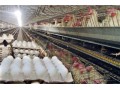 قیمت مرغ تخمگذار های لاین وال اس ال  - کبک تخمگذار