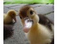 قیمت جوجه اردک یک روزه از نژادهای مختلف