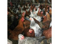 فروش نیمچه مرغ محلی 3 ماهه تخمگذار بومی , سه ماهه - نیمچه بلدرچین