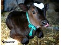 دوره آموزشی پرورش گاو شیری و تلیسه - شیری ساده