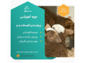 تولید و پرورش و پرواربندی گوسفند و بز گوشتی - طرح پرواربندی گوساله 100 راسی