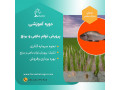 پرورش ماهی و برنج در شالیزار - شالیزار چای شمال