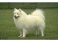 فروش ویژه اشپیتز ژاپنی وارداتی-فروش سگ اشپیتز ژاپنی - اشپیتز مو بلند