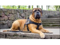 Icon for فروش سگ بول ماستیف_ سگ شکاری _ قیمت سگ