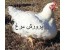 پایگاه مهندسی مدیریت پرورش مرغ گوشتی