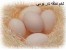 تخم نطفه دار مرغ بومی و جهادی و زینتی