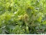 فروش باغ انگور و بادام در منطقه آشتیان