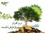 سیستم مدیریت صندوق قرض الحسنه یگانه