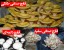 کشت قارچ / آموزش پرورش شتر مرغ / بهترین مجموعه آموزشی