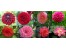 بذر گل های کمیاب