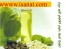 www.isanat.com ارائه طرح توجیهی تولید روغن زیتون