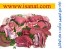 www.isanat.com ارائه طرح توجیهی تولید پودر گوشت و روغن صنعتی