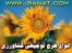 ارائه طرح توجیهی پرورش بلدرچین www.isanat.com