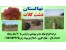 نهالستان ،نهال فروشی،فروش نهال ،دشت کلات