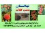 فروش نهال بادام دیرگل-خرید نهال بادام دیرگل-درخت بادام دیرگل-بادام دیرگل پیوندی-نهالستان بادام دیرگل-نهال فروشی بادام دیرگل-ارقام بادام دیرگل-