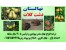 فروش نهال گلابی-خریدنهال گلابی-فروش درخت گلابی-خرید درخت گلابی-نهالستان گلابی-نهال فروشی گلابی-گلابی نطنز-گلابی درگزی-گلابی اسپادانا-گلاابی شاه میوه-گ