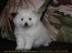 فروش پامرانیان ||| Pomeranian