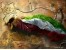 گروه هنری نقش آرا