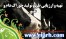 ارائه طرح توجیهی تولید خوراک دام www.etarh.com